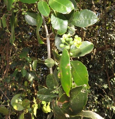 Salacia gerrardii