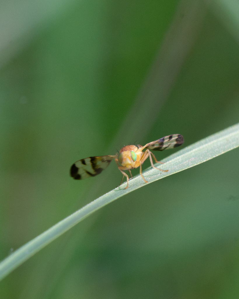 Dandelion Leaf-miner