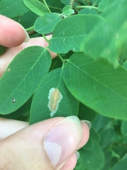 Chrysaster ostensackenella