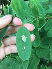 Chrysaster ostensackenella