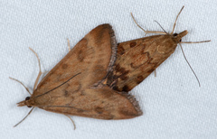 Pyrausta subsequalis