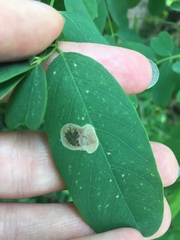 Chrysaster ostensackenella