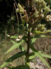 Digitalis lanata