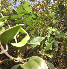 Salacia gerrardii