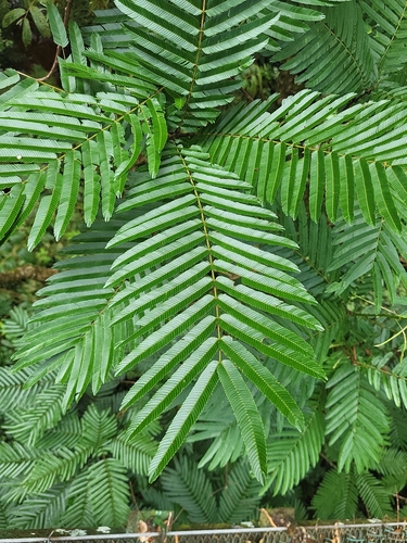 Pentaclethra macroloba - Fruit