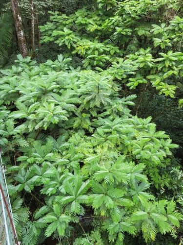 Pentaclethra macroloba - Leaves