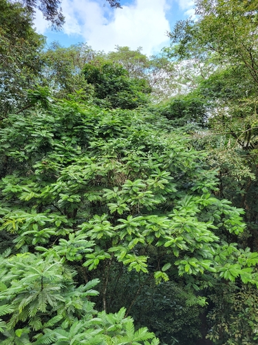 Pentaclethra macroloba - Whole tree