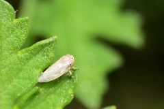 Megophthalminae