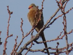 Urocolius indicus transvaalensis