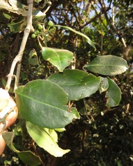 Salacia gerrardii