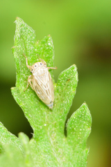Megophthalminae