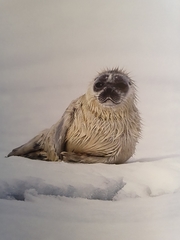 Pagophilus groenlandicus