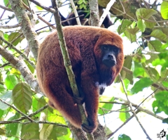 Alouatta guariba