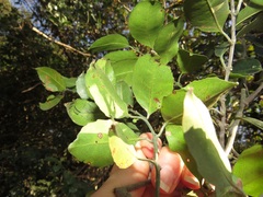 Salacia gerrardii
