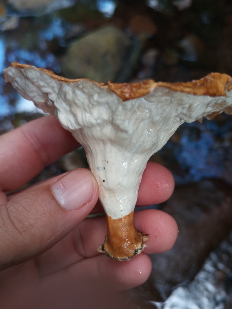 Cymatoderma caperatum · February 2025 · photo: © ronyristow (iNaturalist, cc-by)
