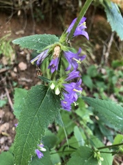 Campanula trachelium