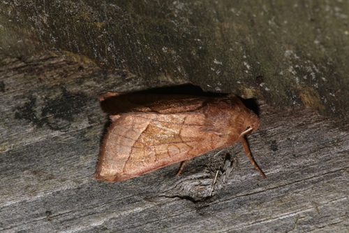 Rosy Rustic photo 2