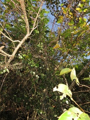 Salacia gerrardii