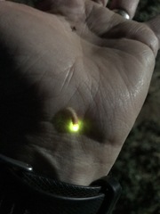 Microphotus pecosensis