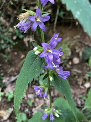 Campanula trachelium