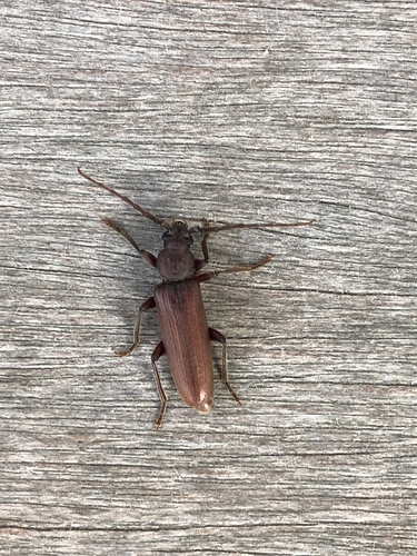 Rust Pine Borer, Zeeweg 31, Castricum, Noord-Holland, NL, photo 7 of 10