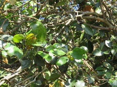 Salacia gerrardii