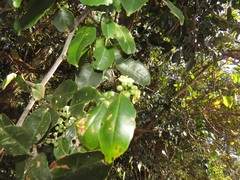 Salacia gerrardii