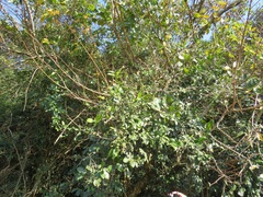 Salacia gerrardii
