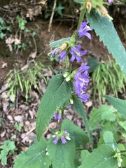 Campanula trachelium