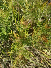 Schinus weinmanniifolia, photograph (c) Roderick Cameron, some rights reserved (CC BY)