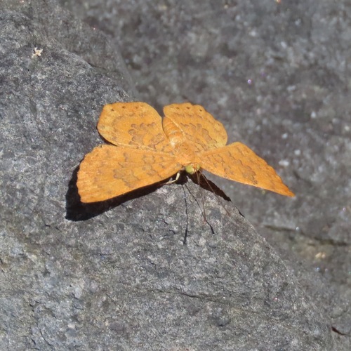 Pale Emesis (Emesis vulpina)