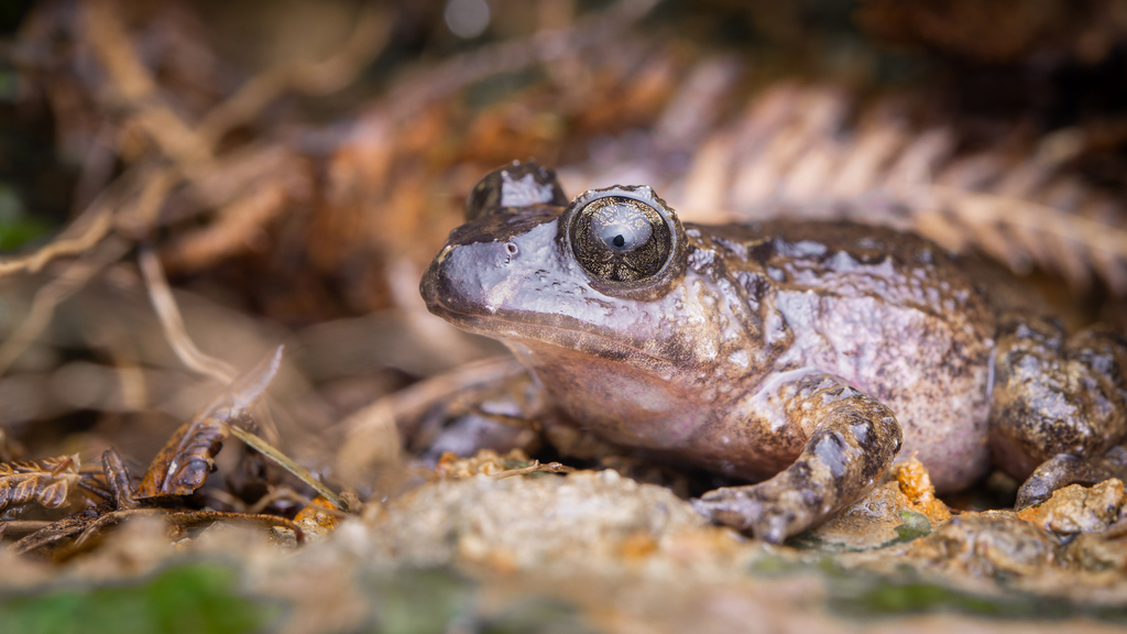 Hochstetter's Frog