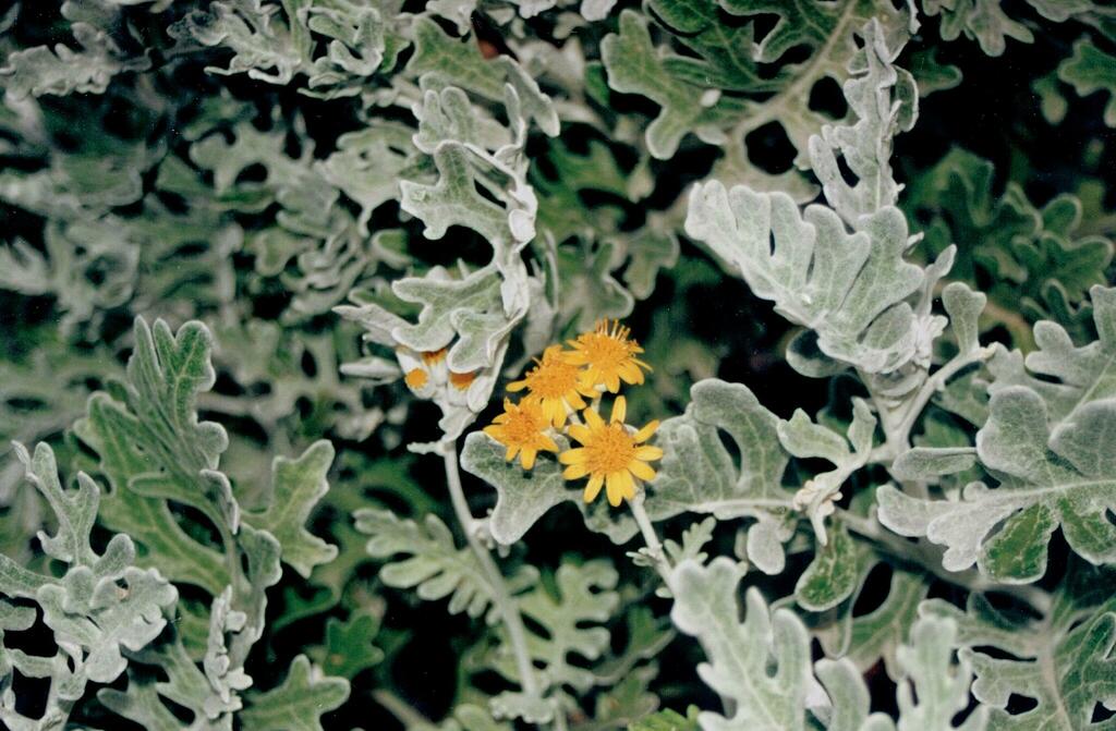 Jacobaea maritima, 3080 Quiaios, Portugal