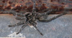 Ceratogyrus dolichocephalus