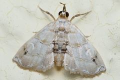 Trichophysetis whitei