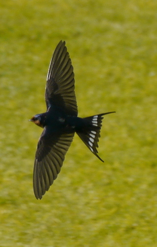 Welcome Swallow, photo 8 of 10
