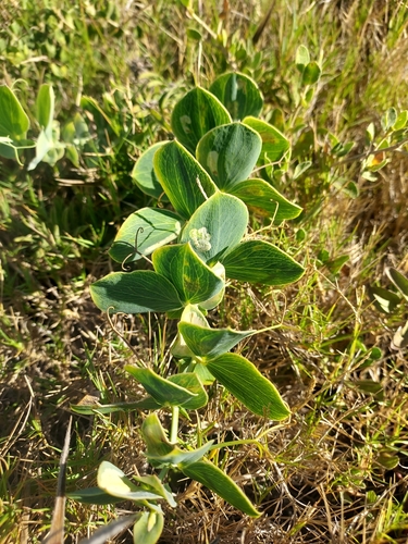Lord Anson's pea (Lathyrus nervosus)