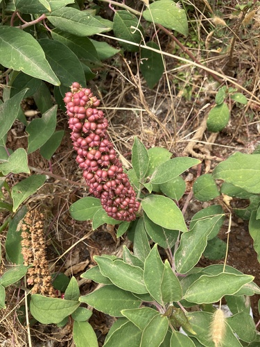 African Soapberry (Phytolacca dodecandra)