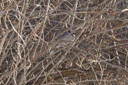 Blue Jay photographed in Oregon