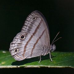 Cissia terrestris