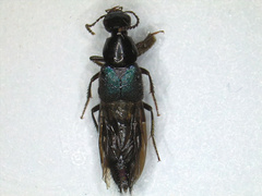 Philonthus caeruleipennis