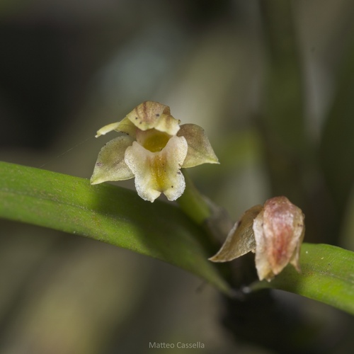Scaphyglottis fasciculata