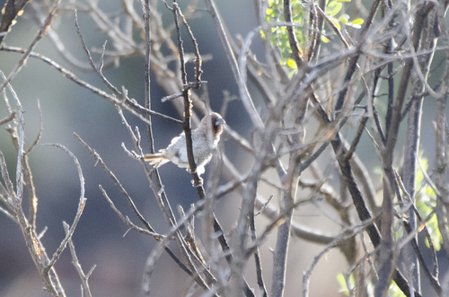 Lonchura punctulata observed 2025-02-01