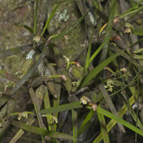 Scaphyglottis fasciculata, photograph 2