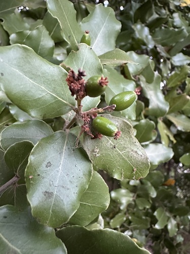 Cryptocarya alba