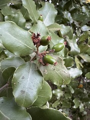 Cryptocarya alba