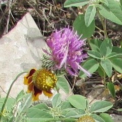 Cirsium texanum