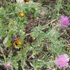 Cirsium texanum