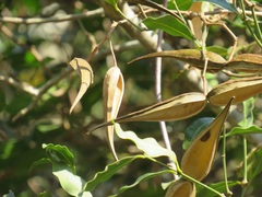 Secamone gerrardii