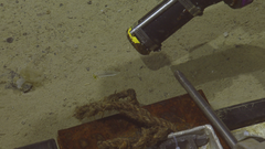Solenogastres